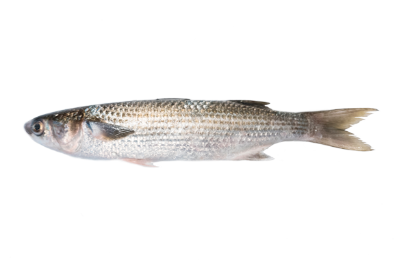cefalo-o-volpina-o-muggine-hellofish